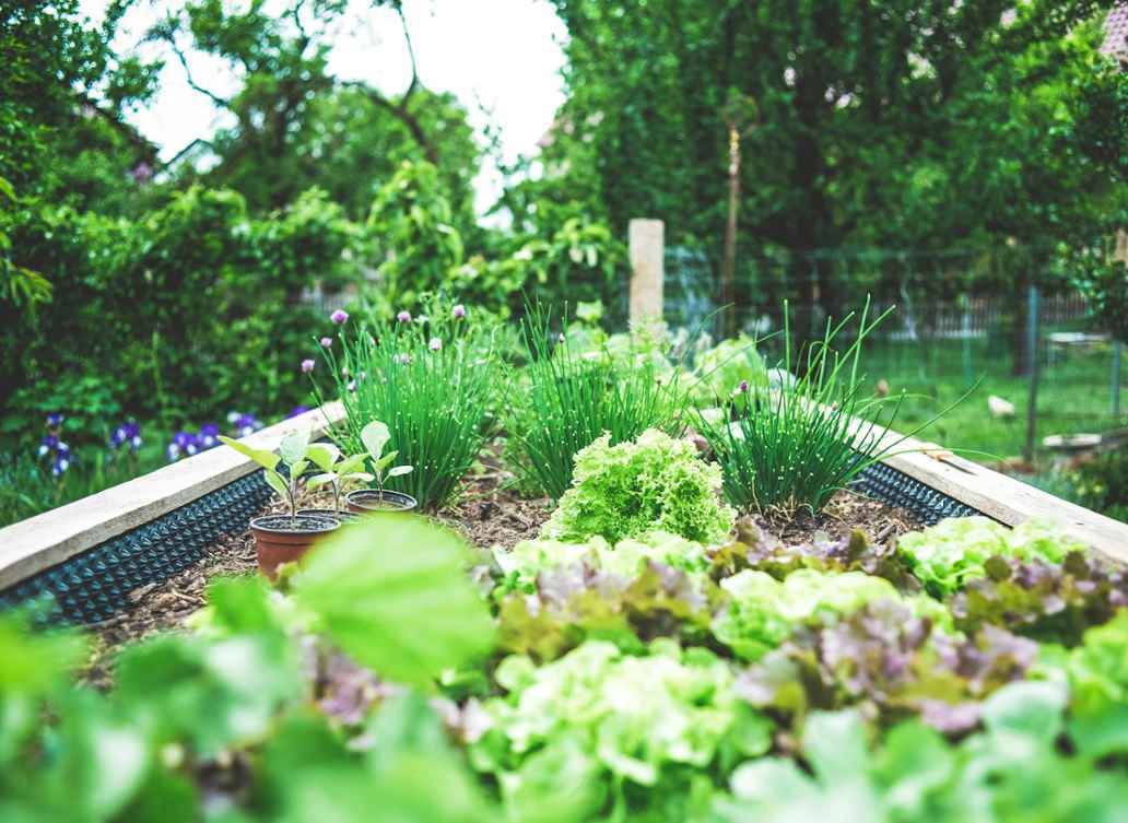 Hochbeet Urban Gardening