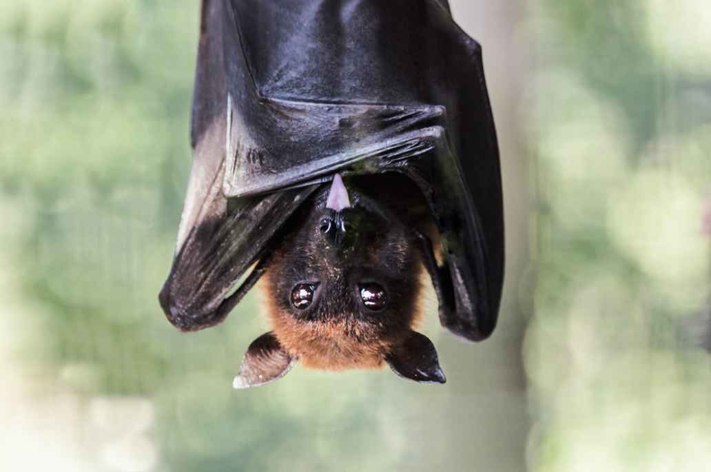 Fledermaus
