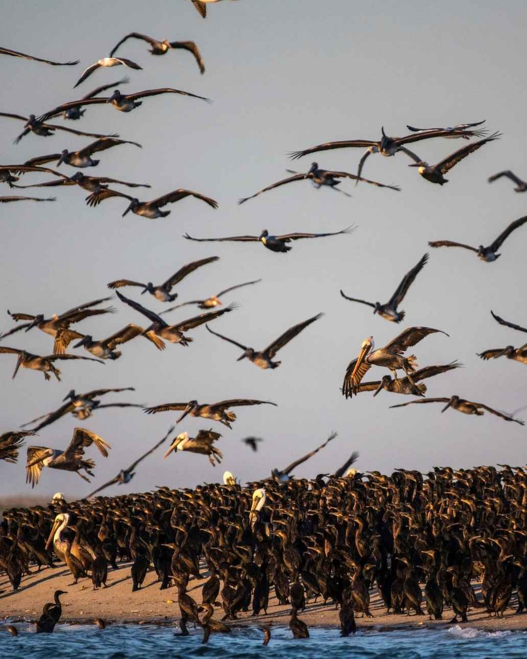 Zugvögel im Schwarm